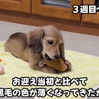 体つきも毛色も変化が…