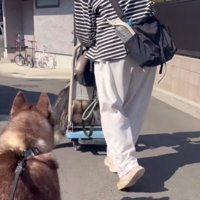 悠々と運ばれていった