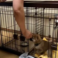 ケージに入れない福ちゃん