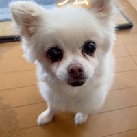 見上げるシニア犬