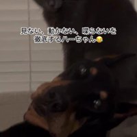 「見ない」「動かない」「喋らない」