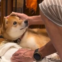 撫でてくる男性を見上げる犬