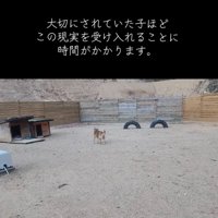 立ち止まる犬