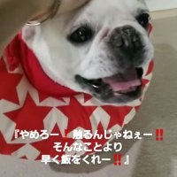 撫でられて笑顔のフレンチブルドッグ