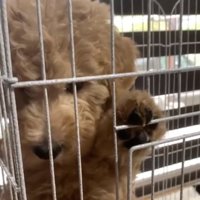 生後2か月のカムくん1