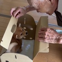 箱の中にいる子犬