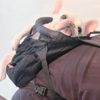 おんぶされる犬