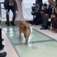 リングドッグを務めるじろー君9