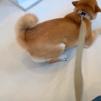 跳ねながら前進する柴犬2