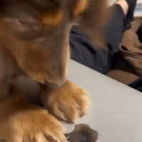 Appleマークを剥がそうとする犬2