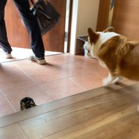 まずは玄関でお見送り