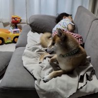 ソファで寝る男の子と犬