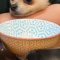 ご飯中に覗いてきたコナンくん