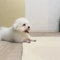 トリミングに行ったら…