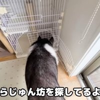 じゅんちゃんのケージを確認