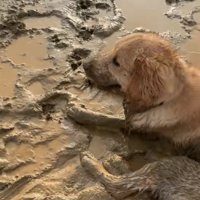 泥の中でくつろぐ大型犬