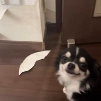 壁にイタズラしたオレオちゃん