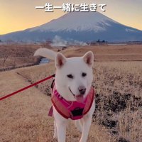 マナちゃんの現在までの軌跡⑩