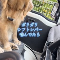 うつむいて反省しているような犬