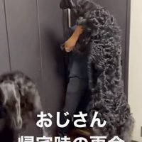 パパに抱きつくボルゾイ