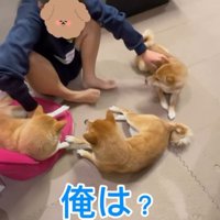 豆柴たちを順番に撫でる次女