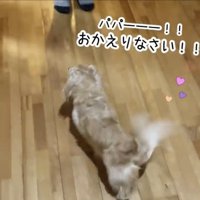 尻尾を振ってパパに近づくダックス