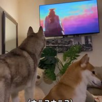 吠え続けるロッキーくん