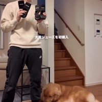 犬用の靴を買ってみたよ