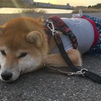 ワンピースコーデで拒否柴