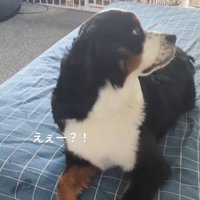 首をかしげるベルちゃん2