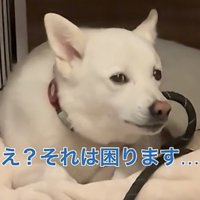 横目で見つめる犬