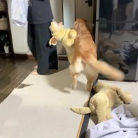 ジョイくんは大喜び！