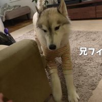 兄のフィンくん