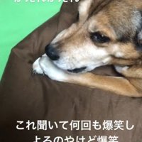 「なにしてるの？」