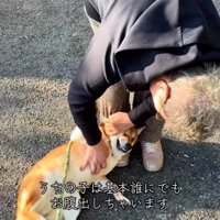 ヘソ天する柴犬さん