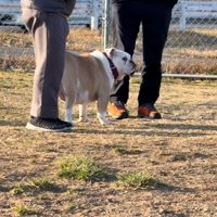 飼い主を間違えるぱせり君
