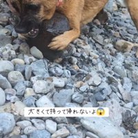 石にしがみついて唸るモアちゃん