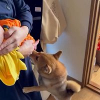 息子さんが気になるきなこちゃん