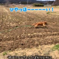 はしゃぐマッシュくん