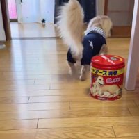 どこかへ行ってしまった