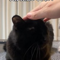 飼い主に撫でられる猫