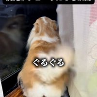 高速回転するしっぽ2