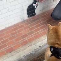 「壁に描かれた猫」をナデナデ