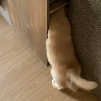 諦めずにお顔を突っ込んでいます