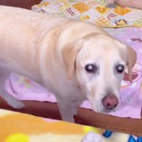 「お腹空いてるとか？」