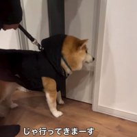 散歩の準備万端な柴犬