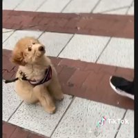 動画撮影で可愛さを発信