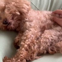 気持ちよさそうなハグちゃん