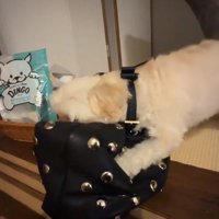 バッグに顔を埋めるすずめちゃん