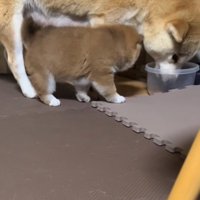 離れない子犬